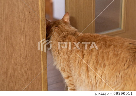 狭い隙間を通る猫　　茶トラ猫 69590011