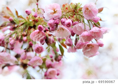 八重紅大島 ピンク色の大島桜 クローズアップ 八重紅大島 ピンク色の大島桜 クローズアップ 69590067