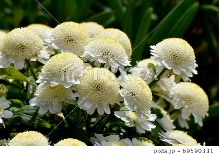 三鷹中原に咲く白と黄色のキク スプレーマム の花の写真素材