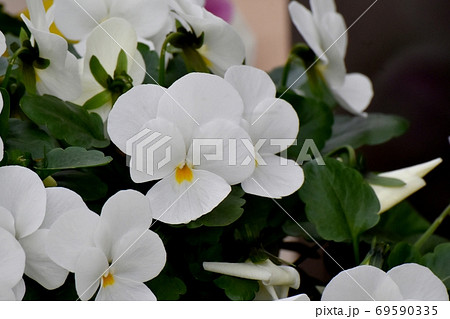 三鷹中原に咲く白いビオラの花 69590335