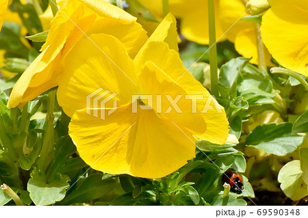 三鷹中原に咲く黄色いパンジー 三鷹中原に咲く黄色いパンジー 69590348