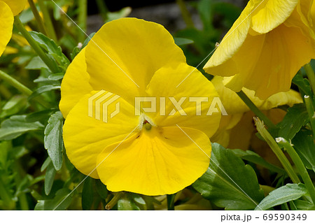 三鷹中原に咲く黄色いパンジー 三鷹中原に咲く黄色いパンジー 69590349
