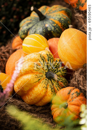 Thanksgiving autumn decorative background different shaped colorful squash pumpkins on natural old aged burlap backdrop Thanksgiving autumn decorative background different shaped colorful squash pumpkins on natural old aged burlap backdrop 69590465