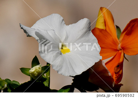 三鷹中原に咲く白いパンジーの花 69590502