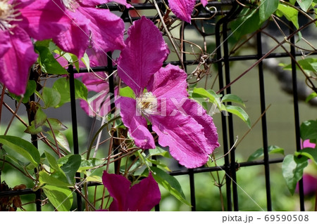 三鷹中原に咲く赤紫色のクレマチス(テッセン)の花 69590508
