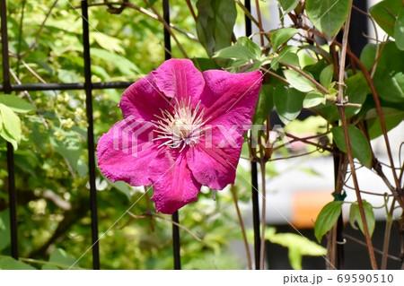 三鷹中原に咲く赤紫色のクレマチス(テッセン)の花 三鷹中原に咲く赤紫色のクレマチス(テッセン)の花 69590510