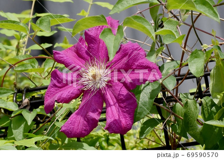 三鷹中原に咲く赤紫色のクレマチス テッセン の花の写真素材