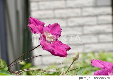 三鷹中原に咲く赤紫色のクレマチス(テッセン)の花 三鷹中原に咲く赤紫色のクレマチス(テッセン)の花 69590576