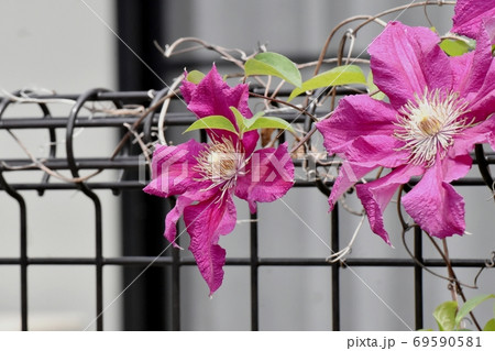 三鷹中原に咲く赤紫色のクレマチス(テッセン)の花 69590581