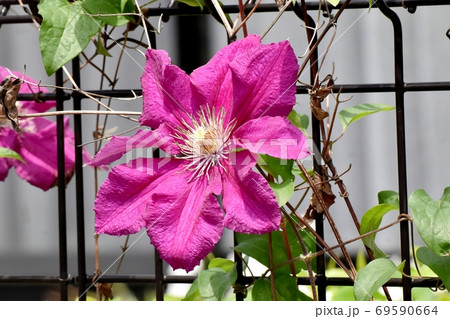三鷹中原に咲く赤紫色のクレマチス(テッセン)の花 三鷹中原に咲く赤紫色のクレマチス(テッセン)の花 69590664