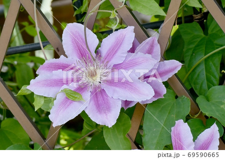 三鷹中原に咲く淡い紫色のクレマチス(テッセン)の花 三鷹中原に咲く淡い紫色のクレマチス(テッセン)の花 69590665