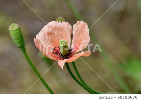 三鷹中原に咲くオレンジ色のヒナゲシの花 69590670