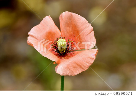三鷹中原に咲くオレンジ色のヒナゲシの花の写真素材