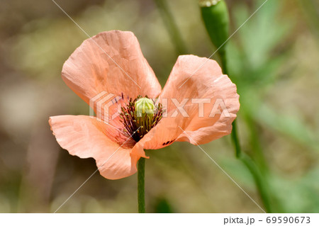 三鷹中原に咲くオレンジ色のヒナゲシの花 69590673