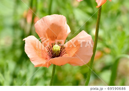 三鷹中原に咲くオレンジ色のヒナゲシの花の写真素材