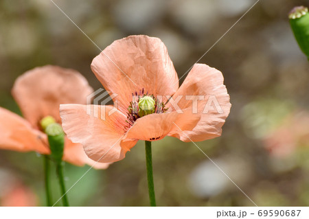 三鷹中原に咲くオレンジ色のヒナゲシの花 三鷹中原に咲くオレンジ色のヒナゲシの花 69590687