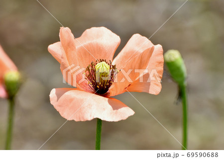 三鷹中原に咲くオレンジ色のヒナゲシの花 69590688