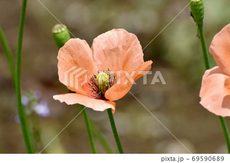 三鷹中原に咲くオレンジ色のヒナゲシの花 69590689