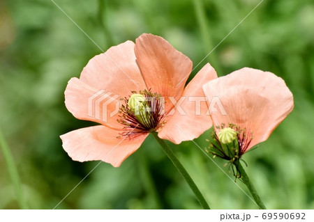 三鷹中原に咲くオレンジ色のヒナゲシの花 69590692