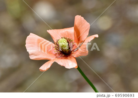 三鷹中原に咲くオレンジ色のヒナゲシの花 69590693
