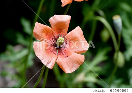 三鷹中原に咲くオレンジ色のヒナゲシの花 69590695