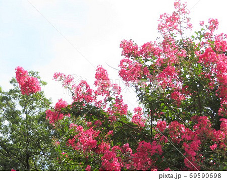 夏の終わりに咲くサルスベリの花の写真素材