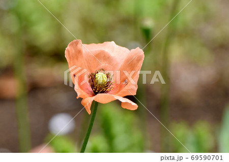 三鷹中原に咲くオレンジ色のヒナゲシの花 三鷹中原に咲くオレンジ色のヒナゲシの花 69590701