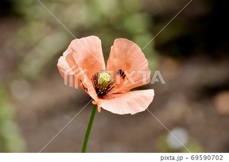 三鷹中原に咲くオレンジ色のヒナゲシの花 69590702