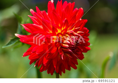 鮮やかに咲いたダリヤ　山形県川西町 69591121