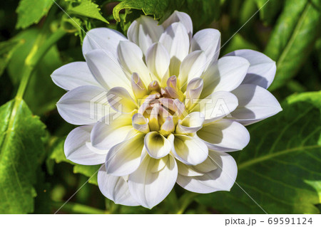 鮮やかに咲いたダリヤ　山形県川西町 69591124
