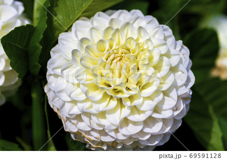 鮮やかに咲いたダリヤ 山形県川西町 鮮やかに咲いたダリヤ 山形県川西町 69591128