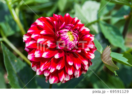 鮮やかに咲いたダリヤ　山形県川西町 69591129