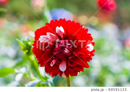 鮮やかに咲いたダリヤ　山形県川西町 69591133
