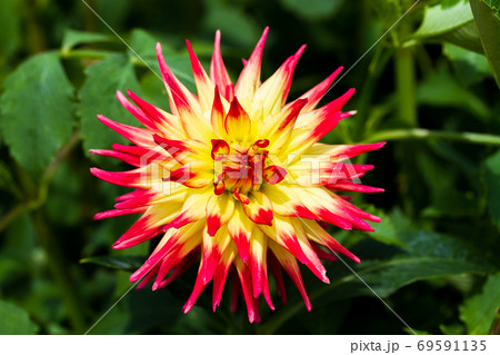 鮮やかに咲いたダリヤ　山形県川西町 69591135