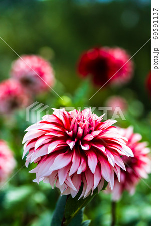 鮮やかに咲いたダリヤ 山形県川西町 鮮やかに咲いたダリヤ 山形県川西町 69591137