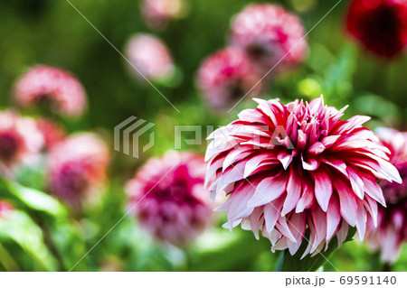 鮮やかに咲いたダリヤ　山形県川西町 69591140