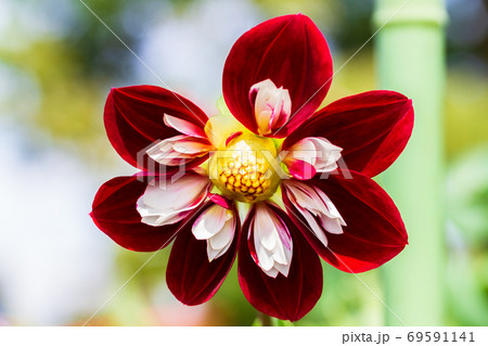 鮮やかに咲いたダリヤ　山形県川西町 69591141