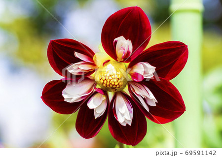 鮮やかに咲いたダリヤ　山形県川西町 69591142