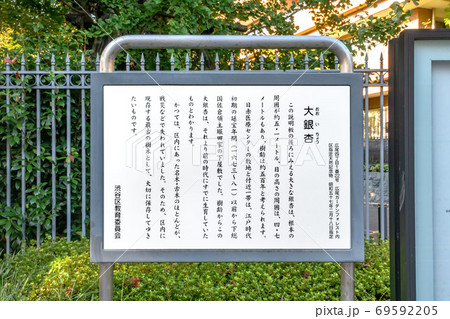 東京都渋谷区の大銀杏 東京都渋谷区の大銀杏 69592205