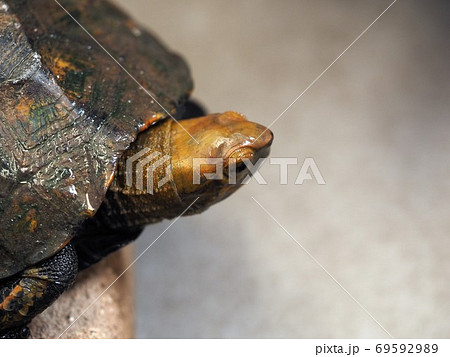 ニホンイシガメ 69592989