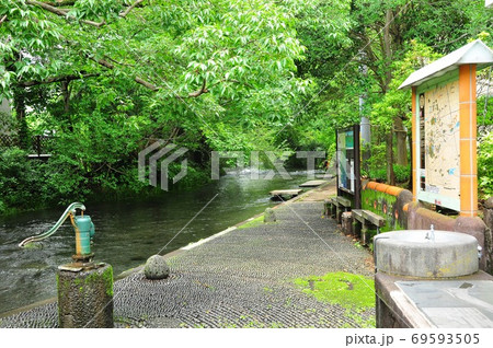 静岡県三島市 源兵衛川広瀬橋付近の水辺 静岡県三島市 源兵衛川広瀬橋付近の水辺 69593505