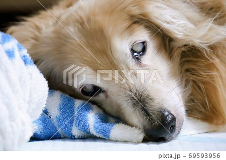 眠る18歳の老犬の写真素材