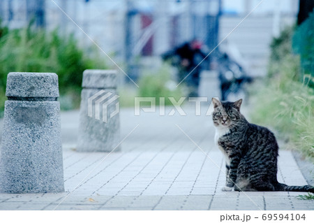 こちらを見つめる散歩中の猫 こちらを見つめる散歩中の猫 69594104