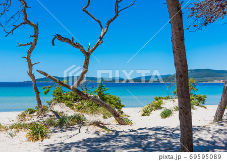 Pine trees and white sand in Maria Pia beach 69595089