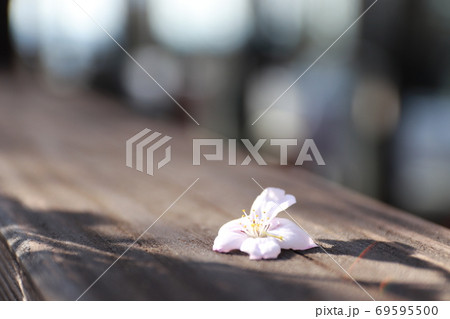 傾く太陽に照らされた一輪の桜の花 69595500