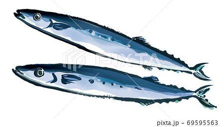 鮮度の良いさんま4 69595563