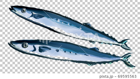 pacific saury with good freshness 4 69595563