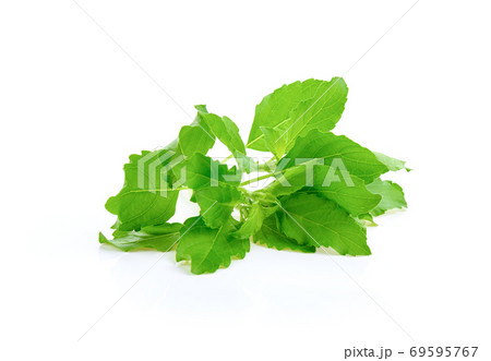 Fresh holy basil leaves on white background Fresh holy basil leaves on white background 69595767