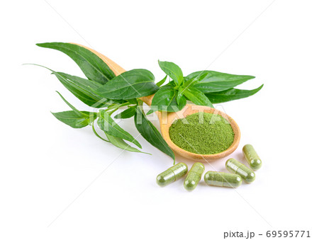 Kariyat,Andrographis paniculata leaf and capsule on white background 69595771