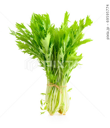 Fresh mizuna on white background Fresh mizuna on white background 69595774